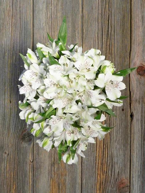 VIRGINIA WHITE ALSTROEMERIA